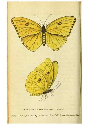 Reproducción/Reproduction 49122571337: The Naturalist's Pocket Magazine or compleat cabinet of the curiosities and beauties of nature.. London.. 
