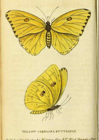 Reproducción/Reproduction 49122571337: The Naturalist's Pocket Magazine or compleat cabinet of the curiosities and beauties of nature.. London.. 