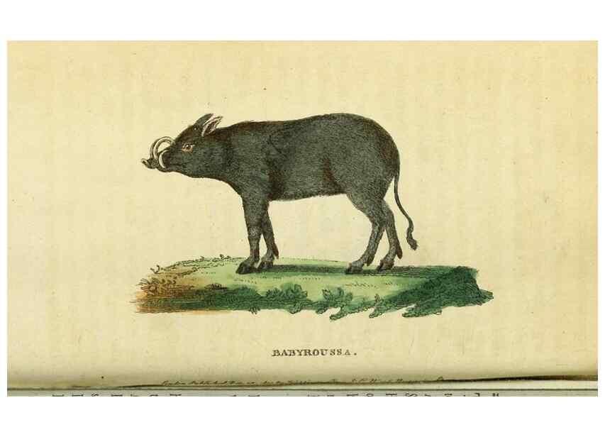 Reproducción/Reproduction 49122571712: The Naturalist's Pocket Magazine or compleat cabinet of the curiosities and beauties of nature.. London.. 