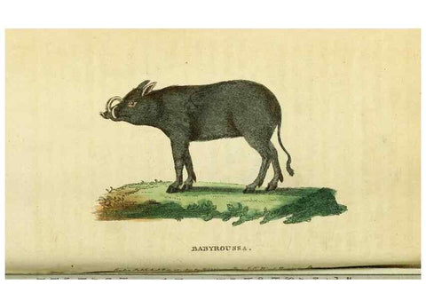 Reproducción/Reproduction 49122571712: The Naturalist's Pocket Magazine or compleat cabinet of the curiosities and beauties of nature.. London.. 