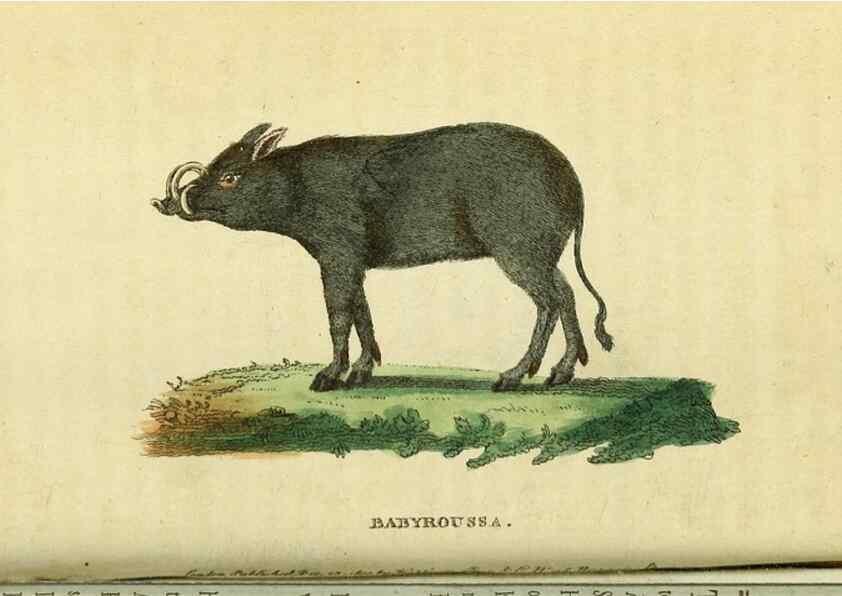 Reproducción/Reproduction 49122571712: The Naturalist's Pocket Magazine or compleat cabinet of the curiosities and beauties of nature.. London.. 