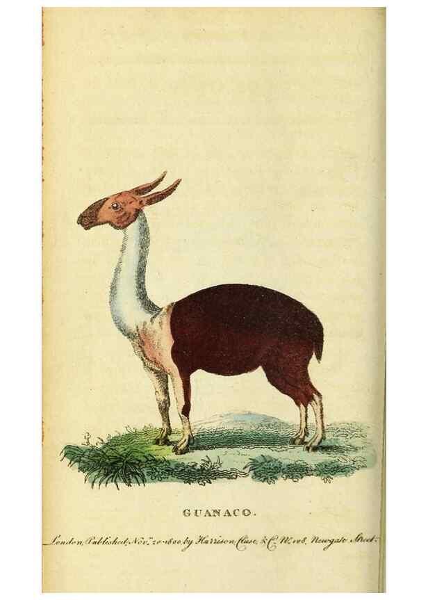 Reproducción/Reproduction 49121874963: The Naturalist's Pocket Magazine or compleat cabinet of the curiosities and beauties of nature.. London.. 