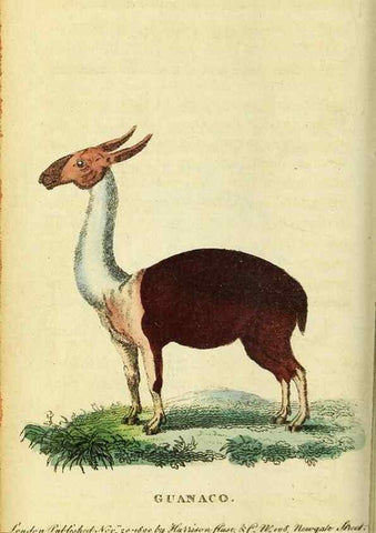 Reproducción/Reproduction 49121874963: The Naturalist's Pocket Magazine or compleat cabinet of the curiosities and beauties of nature.. London.. 