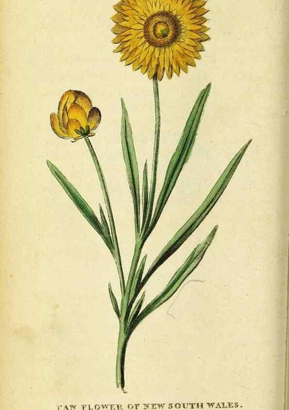 Reproducción/Reproduction 49121874458: The Naturalist's Pocket Magazine or compleat cabinet of the curiosities and beauties of nature.. London.. 