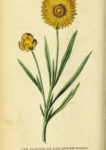 Reproducción/Reproduction 49121874458: The Naturalist's Pocket Magazine or compleat cabinet of the curiosities and beauties of nature.. London.. 
