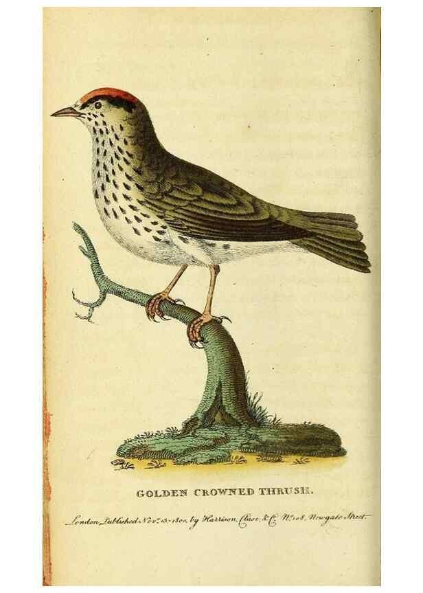 Reproducción/Reproduction 49122376611: The Naturalist's Pocket Magazine or compleat cabinet of the curiosities and beauties of nature.. London.. 