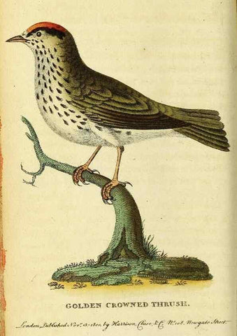 Reproducción/Reproduction 49122376611: The Naturalist's Pocket Magazine or compleat cabinet of the curiosities and beauties of nature.. London.. 