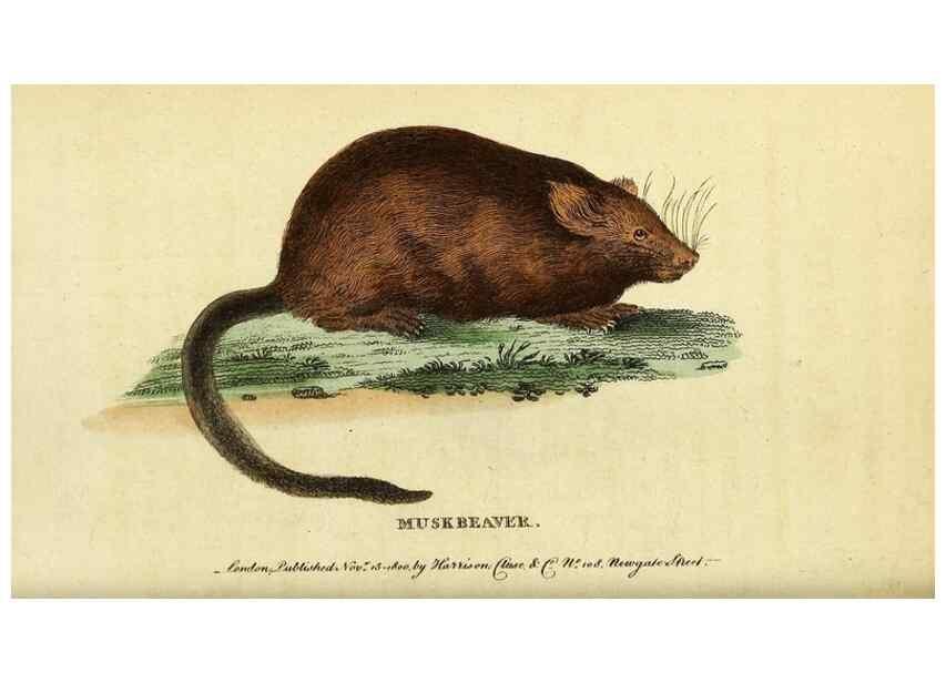 Reproducción/Reproduction 49122376151: The Naturalist's Pocket Magazine or compleat cabinet of the curiosities and beauties of nature.. London.. 