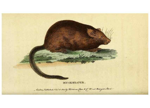 Reproducción/Reproduction 49122376151: The Naturalist's Pocket Magazine or compleat cabinet of the curiosities and beauties of nature.. London.. 