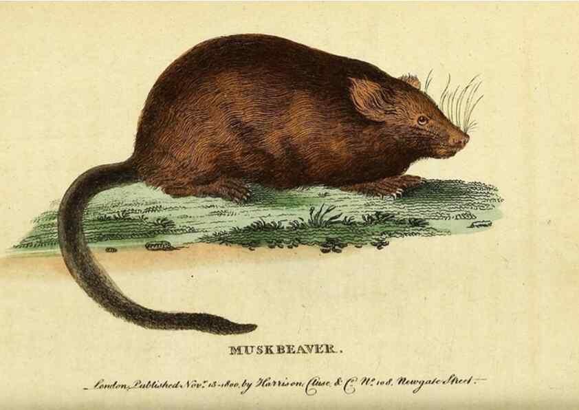 Reproducción/Reproduction 49122376151: The Naturalist's Pocket Magazine or compleat cabinet of the curiosities and beauties of nature.. London.. 