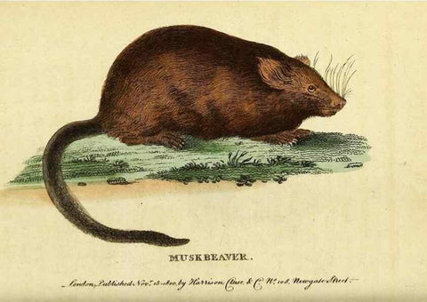 Reproducción/Reproduction 49122376151: The Naturalist's Pocket Magazine or compleat cabinet of the curiosities and beauties of nature.. London.. 
