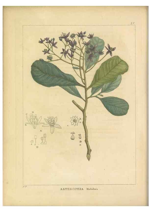Reproducción/Reproduction 49121131008: Histoire des végétaux recueilles dans les isles australes d'Afrique.. 1806.. 