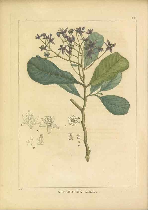 Reproducción/Reproduction 49121131008: Histoire des végétaux recueilles dans les isles australes d'Afrique.. 1806.. 