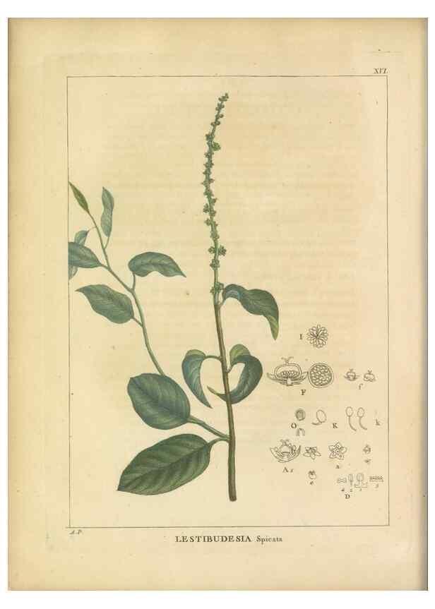 Reproducción/Reproduction 49121635151: Histoire des végétaux recueilles dans les isles australes d'Afrique.. 1806.. 