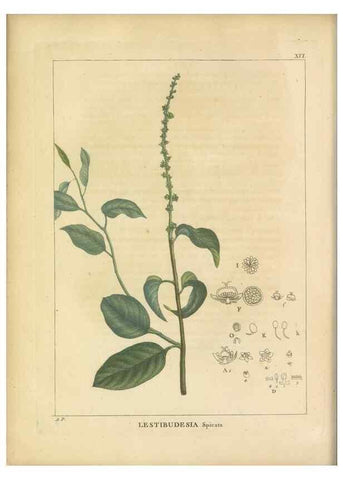 Reproducción/Reproduction 49121635151: Histoire des végétaux recueilles dans les isles australes d'Afrique.. 1806.. 