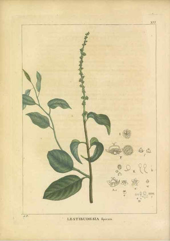 Reproducción/Reproduction 49121635151: Histoire des végétaux recueilles dans les isles australes d'Afrique.. 1806.. 