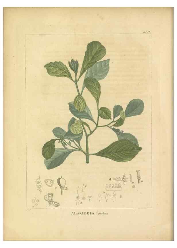 Reproducción/Reproduction 49121824767: Histoire des végétaux recueilles dans les isles australes d'Afrique.. 1806.. 