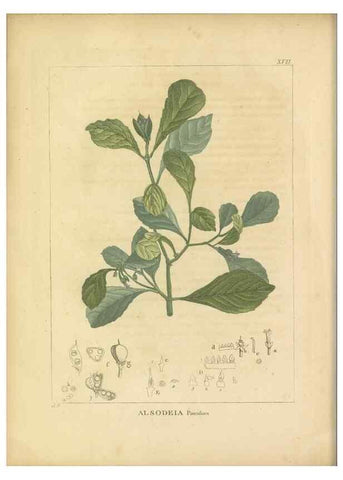Reproducción/Reproduction 49121824767: Histoire des végétaux recueilles dans les isles australes d'Afrique.. 1806.. 