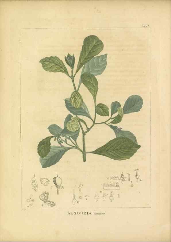 Reproducción/Reproduction 49121824767: Histoire des végétaux recueilles dans les isles australes d'Afrique.. 1806.. 
