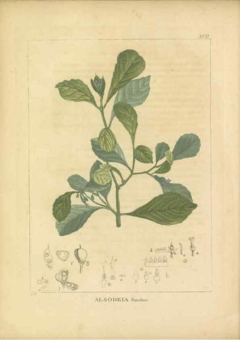 Reproducción/Reproduction 49121824767: Histoire des végétaux recueilles dans les isles australes d'Afrique.. 1806.. 