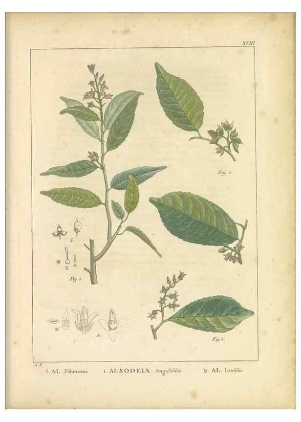 Reproducción/Reproduction 49121132073: Histoire des végétaux recueilles dans les isles australes d'Afrique.. 1806.. 