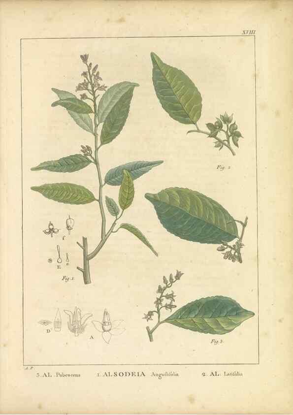 Reproducción/Reproduction 49121132073: Histoire des végétaux recueilles dans les isles australes d'Afrique.. 1806.. 