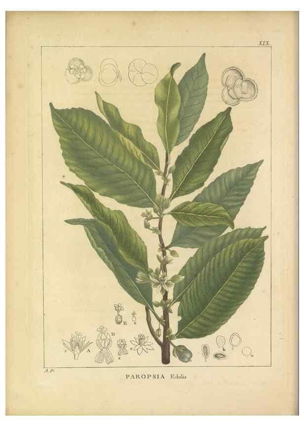 Reproducción/Reproduction 49121132438: Histoire des végétaux recueilles dans les isles australes d'Afrique.. 1806.. 