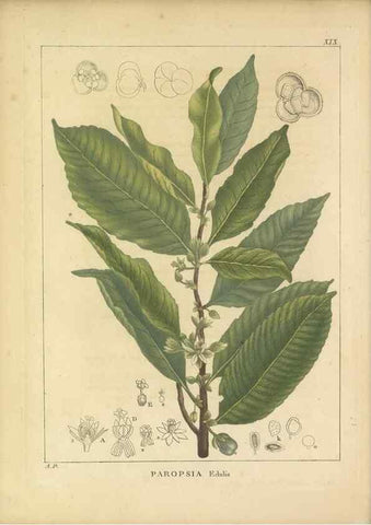 Reproducción/Reproduction 49121132438: Histoire des végétaux recueilles dans les isles australes d'Afrique.. 1806.. 