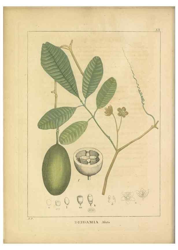 Reproducción/Reproduction 49121825752: Histoire des végétaux recueilles dans les isles australes d'Afrique.. 1806.. 