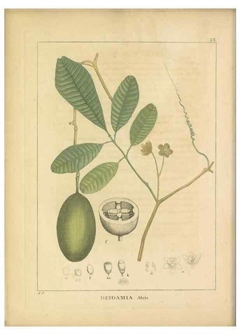 Reproducción/Reproduction 49121825752: Histoire des végétaux recueilles dans les isles australes d'Afrique.. 1806.. 