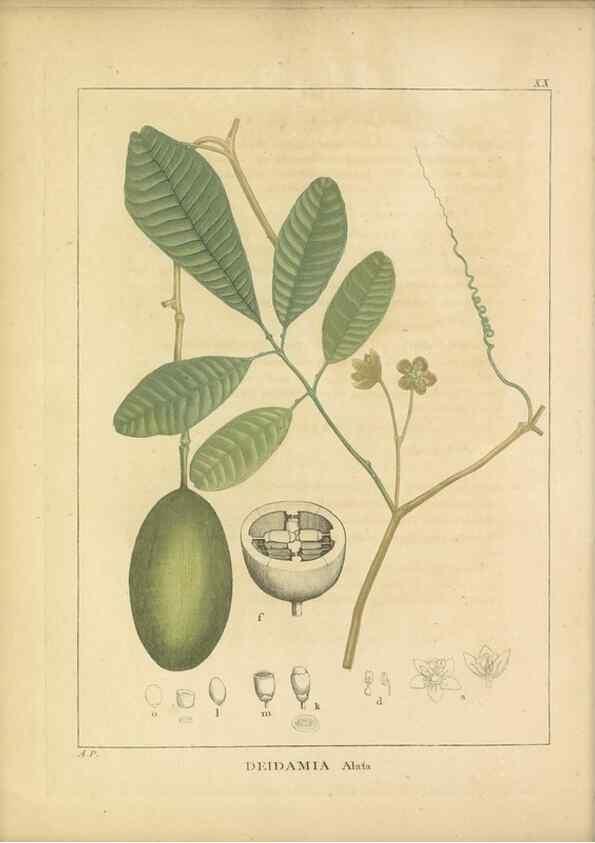 Reproducción/Reproduction 49121825752: Histoire des végétaux recueilles dans les isles australes d'Afrique.. 1806.. 
