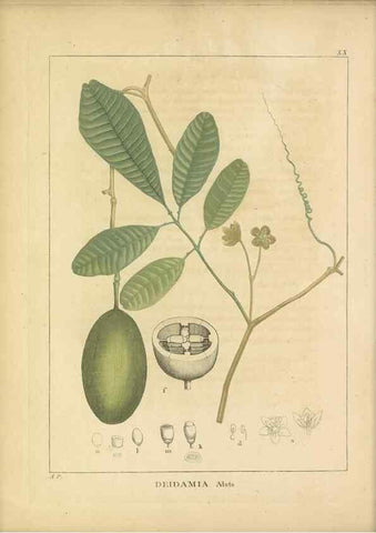 Reproducción/Reproduction 49121825752: Histoire des végétaux recueilles dans les isles australes d'Afrique.. 1806.. 