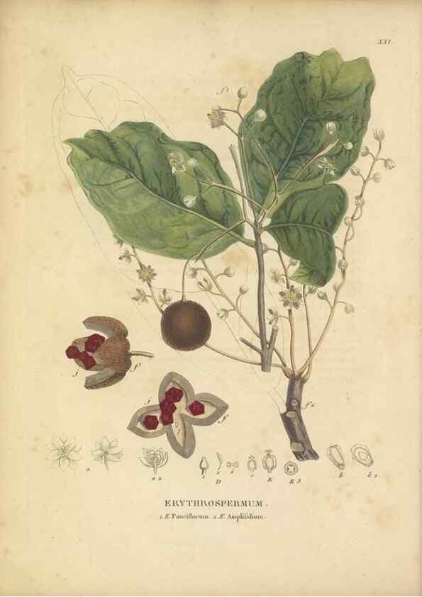Reproducción/Reproduction 49121636971: Histoire des végétaux recueilles dans les isles australes d'Afrique.. 1806.. 