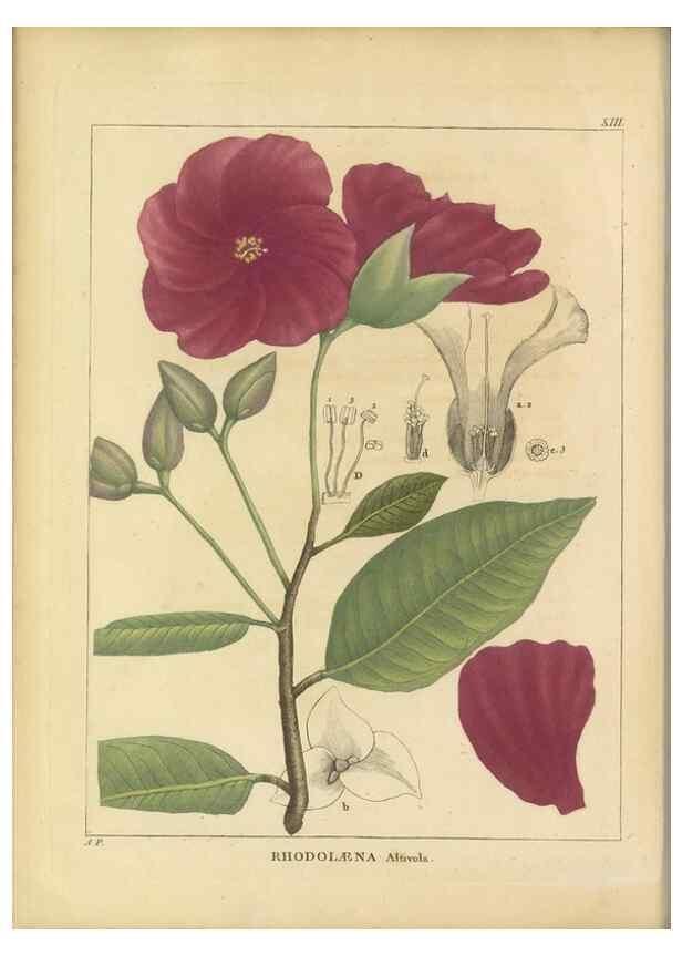 Reproducción/Reproduction 49121823042: Histoire des végétaux recueilles dans les isles australes d'Afrique.. 1806.. 