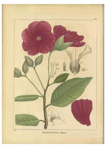 Reproducción/Reproduction 49121823042: Histoire des végétaux recueilles dans les isles australes d'Afrique.. 1806.. 