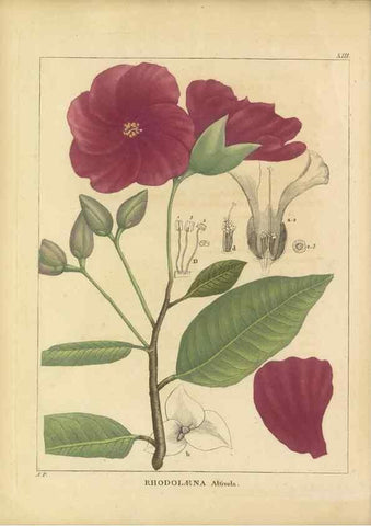 Reproducción/Reproduction 49121823042: Histoire des végétaux recueilles dans les isles australes d'Afrique.. 1806.. 