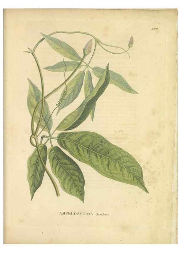 Reproducción/Reproduction 49121133638: Histoire des végétaux recueilles dans les isles australes d'Afrique.. 1806.. 
