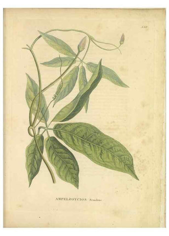 Reproducción/Reproduction 49121133638: Histoire des végétaux recueilles dans les isles australes d'Afrique.. 1806.. 