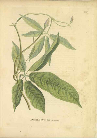 Reproducción/Reproduction 49121133638: Histoire des végétaux recueilles dans les isles australes d'Afrique.. 1806.. 