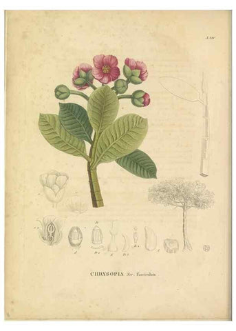 Reproducción/Reproduction 49121827617: Histoire des végétaux recueilles dans les isles australes d'Afrique.. 1806.. 