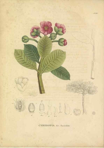 Reproducción/Reproduction 49121827617: Histoire des végétaux recueilles dans les isles australes d'Afrique.. 1806.. 