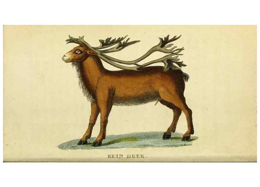 Reproducción/Reproduction 49122373381: The Naturalist's Pocket Magazine or compleat cabinet of the curiosities and beauties of nature.. London.. 