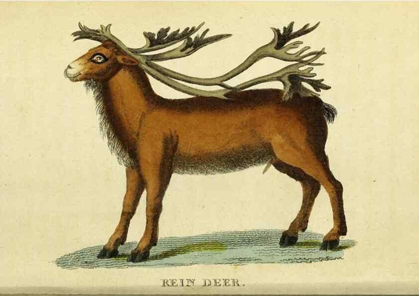 Reproducción/Reproduction 49122373381: The Naturalist's Pocket Magazine or compleat cabinet of the curiosities and beauties of nature.. London.. 