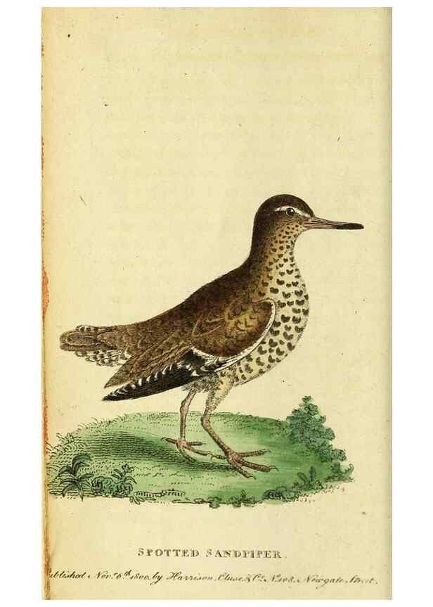 Reproducción/Reproduction 49122560922: The Naturalist's Pocket Magazine or compleat cabinet of the curiosities and beauties of nature.. London.. 