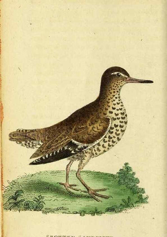Reproducción/Reproduction 49122560922: The Naturalist's Pocket Magazine or compleat cabinet of the curiosities and beauties of nature.. London.. 