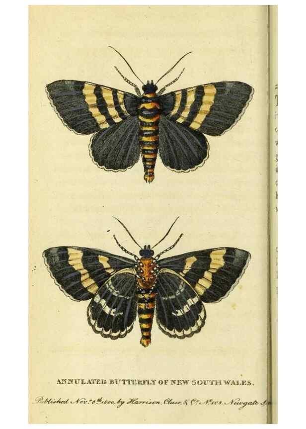 Reproducción/Reproduction 49122561352: The Naturalist's Pocket Magazine or compleat cabinet of the curiosities and beauties of nature.. London.. 