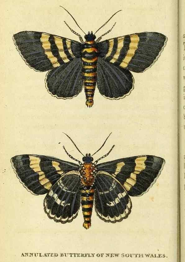Reproducción/Reproduction 49122561352: The Naturalist's Pocket Magazine or compleat cabinet of the curiosities and beauties of nature.. London.. 