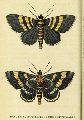 Reproducción/Reproduction 49122561352: The Naturalist's Pocket Magazine or compleat cabinet of the curiosities and beauties of nature.. London.. 