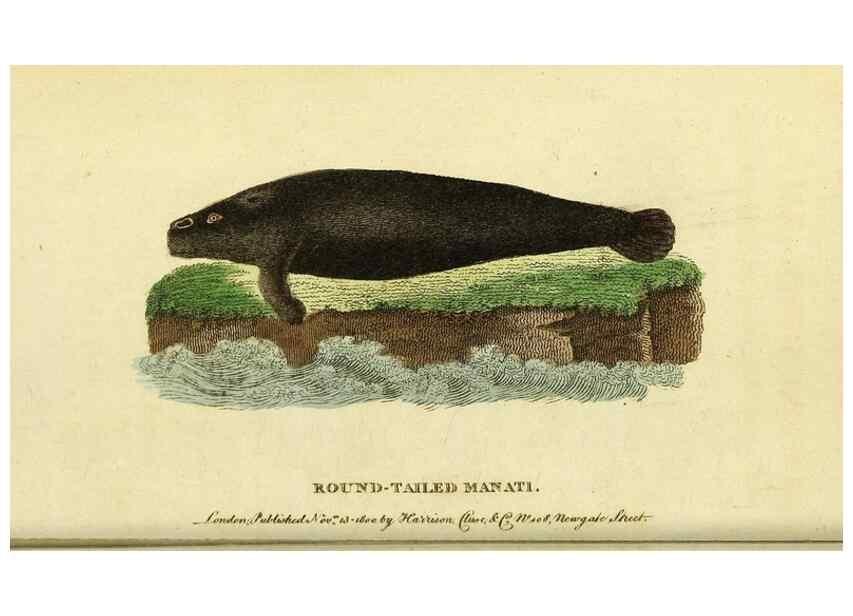 Reproducción/Reproduction 49122561822: The Naturalist's Pocket Magazine or compleat cabinet of the curiosities and beauties of nature.. London.. 
