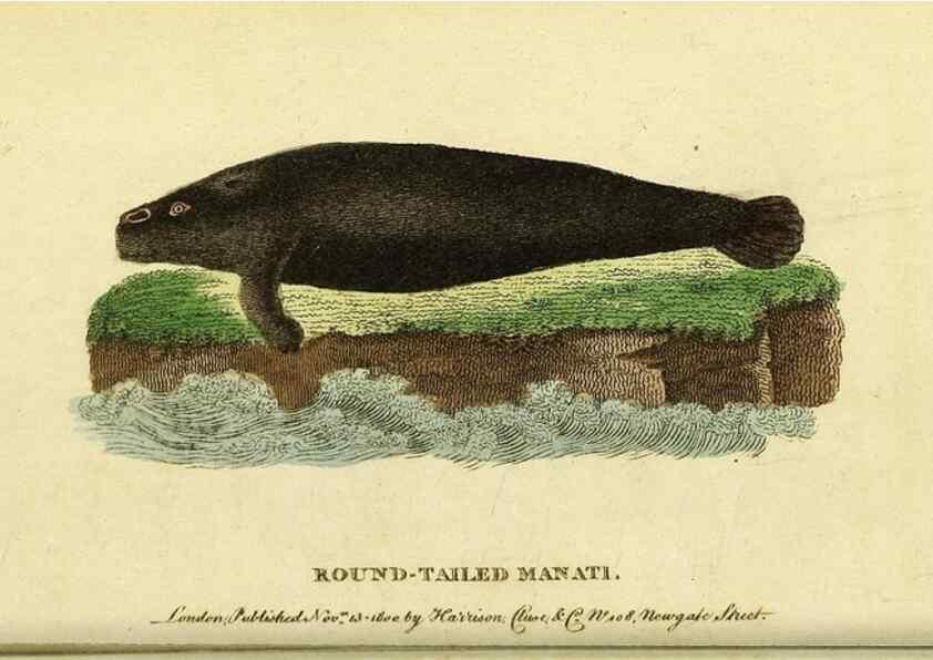 Reproducción/Reproduction 49122561822: The Naturalist's Pocket Magazine or compleat cabinet of the curiosities and beauties of nature.. London.. 